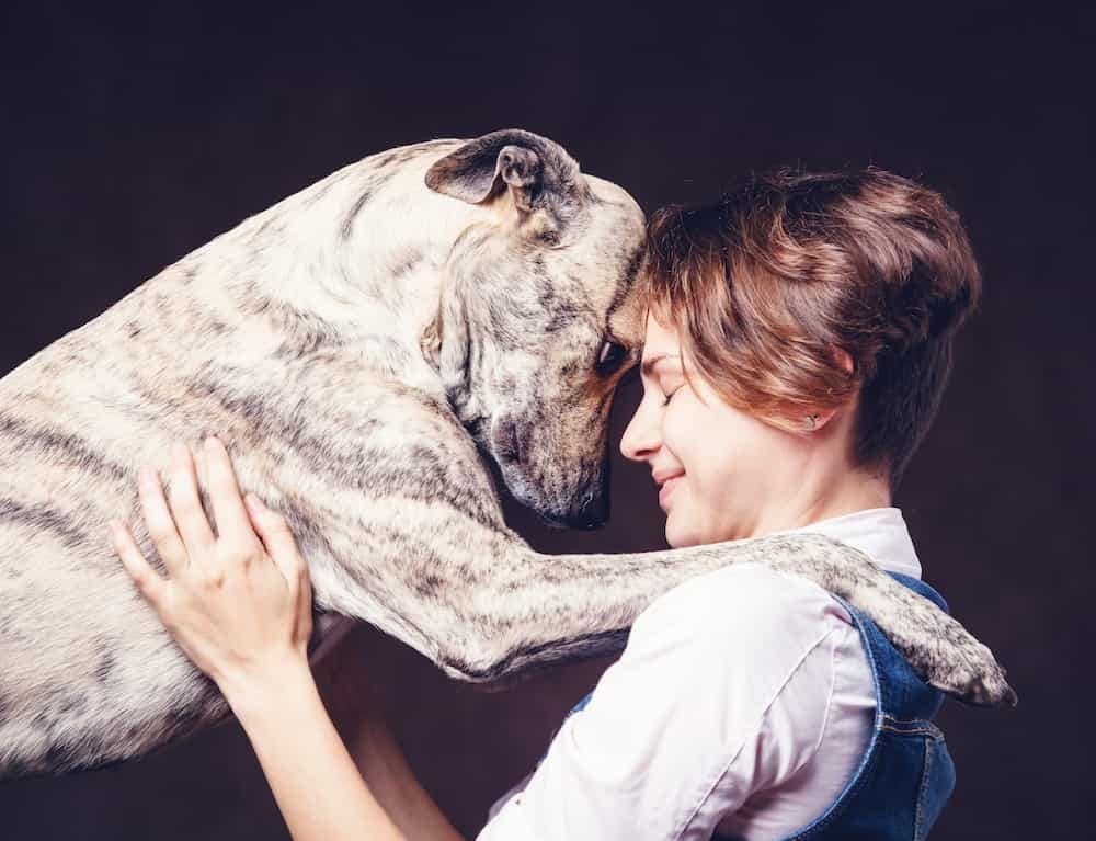 Tierkommunkation- Ausbildung, Tierenergetik- Ausbildung Tierkommunkation- Ausbildung Tierenergetik- Ausbildung